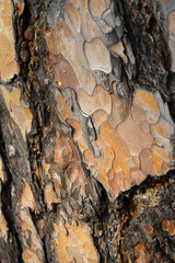 Beautiful texture on the bark of a pine tree