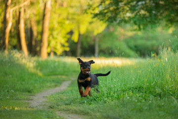 Rottweiler dog in nature. puppy running on the grass. pet in park