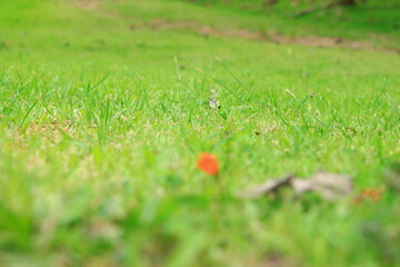 green grass in the field