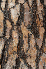Beautiful texture on the bark of a pine tree