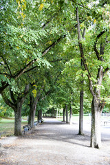 Fototapeta na wymiar Forststraße im Herbst, vergilbte Bäume und Farben der Natur