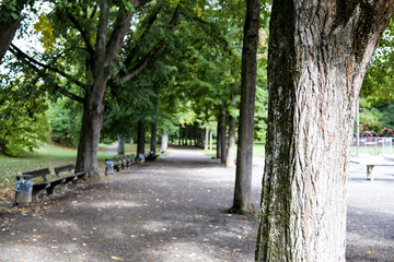 Forststraße im Herbst, vergilbte Bäume und Farben der Natur