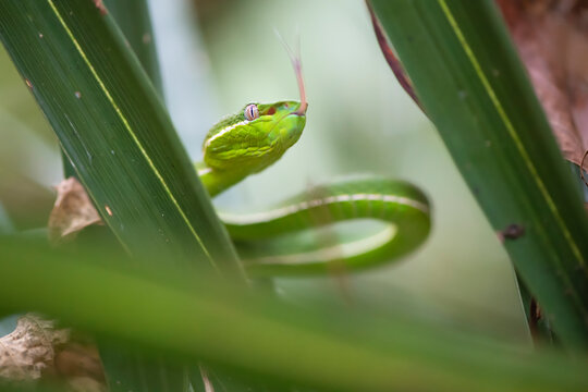 Green snake