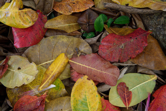 Colourful leaves on the rainforest floor