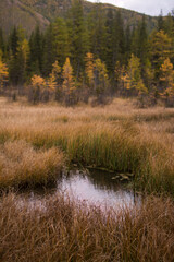 A lake overgrown with reeds. View of a long reed in natural conditions on the lake.