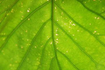 Green leaf veins, 緑の葉っぱ、葉脈