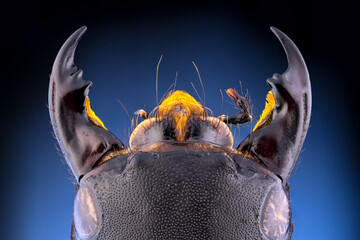 close up of a bug head with big jaws. large mandiples.
Devil's Coach Horse Beetle head.