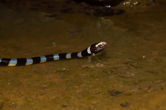 Sea snake