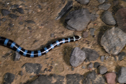 Sea snake