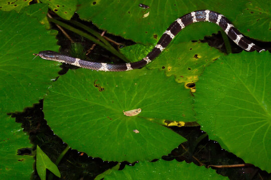 Many-banded Krait snake