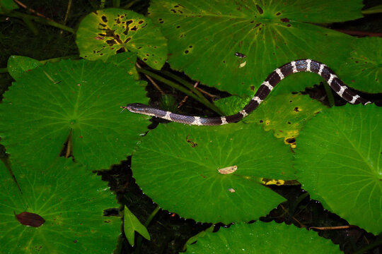 Many-banded Krait snake