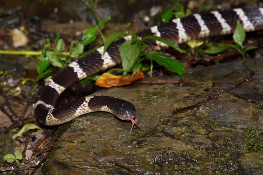Many-banded Krait snake