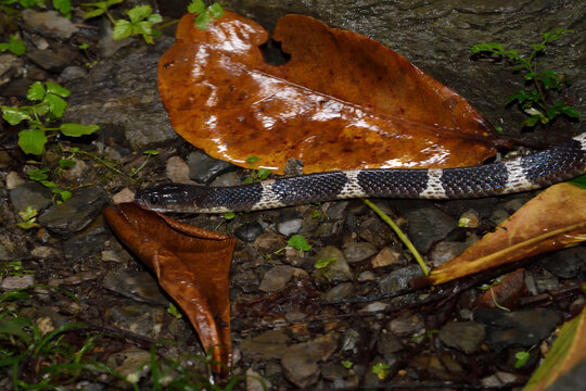 Many-banded Krait snake
