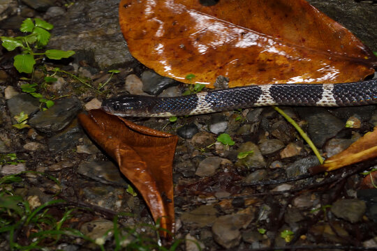 Many-banded Krait snake