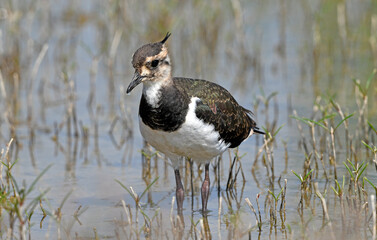 junger Kiebitz (Vanellus vanellus) // young Green plover, Lapwing