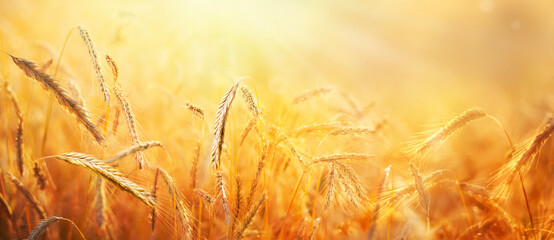 Ripe ears of grain in strong sunlight early morning. Beautiful sunrise landscape. An agricultural field with wheat. Nature background. 