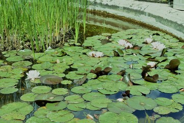 lilies in the pond