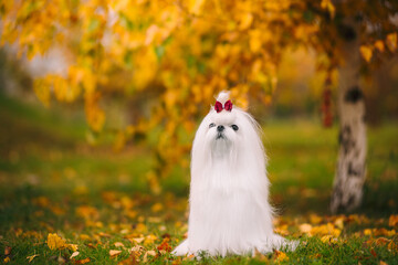 White dog breed Maltese lapdog in the autumn forest. Beautiful autumn picture.