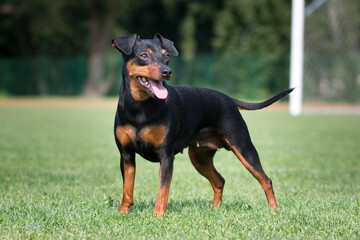 Black and tan miniature pinscher portrait on summer time.  German miniature pinscher standing outdoors on a wooden pier with green background. Smart and cute Min Pin with funny ears and round eyes