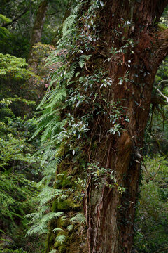 Old cypress trees