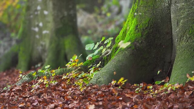 Forest ground in autumn, fallen yellow leaves, tree roots with full of moss