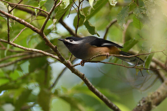 White-eared sibia