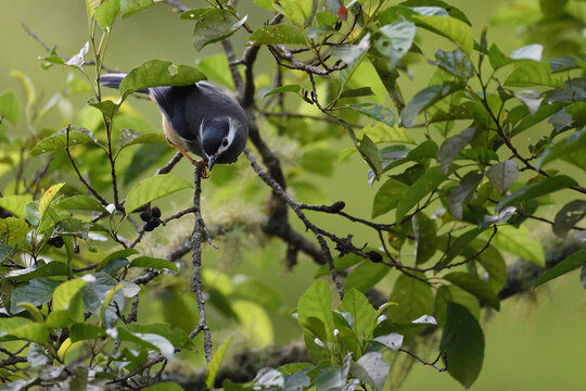 White-eared sibia