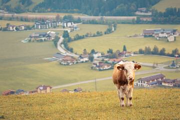 Kuh über Flachau