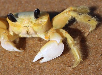CRAB ON THE BEACH - BRAZIL