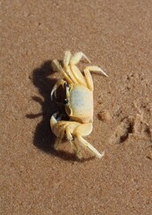 CRAB ON THE BEACH - BRAZIL