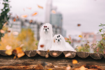 Two white Maltese dogs on the bridge in autumn. Beautiful scenery.