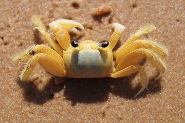 CRAB ON THE BEACH - BRAZIL