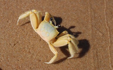 CRAB ON THE BEACH - BRAZIL