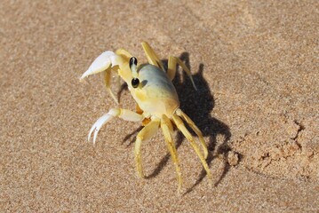 CRAB ON THE BEACH - BRAZIL