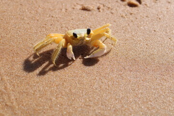 CRAB ON THE BEACH - BRAZIL