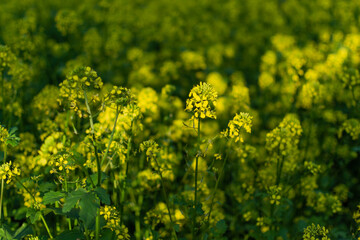 Field with bright yellow mustard flowers with green leaves and stems. Cruciferous plants. Summer. Line of sun light
