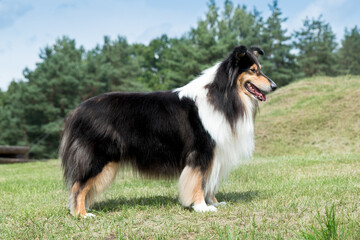 Purebred black sable white long haired rough collie standing outdoors with background green grass forest. Classic styled English rough collie, lassie dog outside portrait with blue sky 