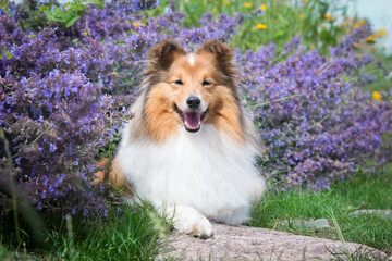 Cute, fluffy sable white shetland sheepdog, little sheltie lies outside on summer time in blooming lavender field.Fur small collie, little lassie dog smiling in violet flowers on sunny day 