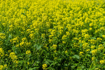 Obraz premium Bright field with yellow mustard flowers with green leaves and stems. Cruciferous plants. Sunny summer
