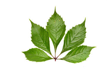 grape leaf isolated on white background