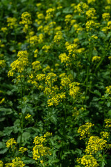 Yellow bright mustard flowers with green leaves and stems. Cruciferous plants in light of sun