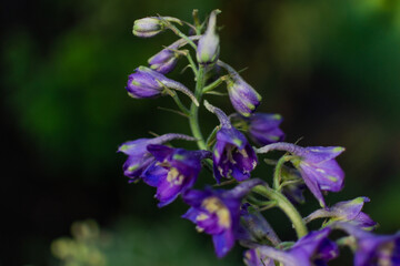 Buds of blue purple bright delphinium flowers on green stem in light of sun. Summer garden