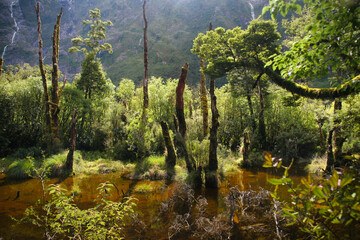 Ancient forest in Milford Track National Park, New Zealand