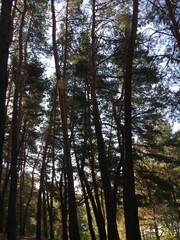trees in the forest