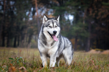 dog and autumn forest for a walk, alaskan malamute
