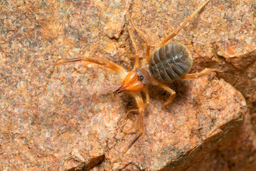 Solifuge or camel spider, Panna, Madhya Pradesh, India
