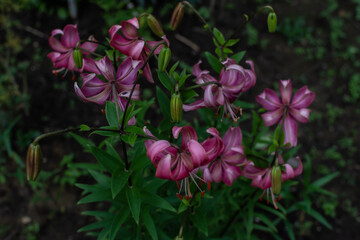 Bright pink flower Lilium Martagon with curly swirling petals, red large pistils grows on stem with green leaves in the garden. Field summer herb. View from above