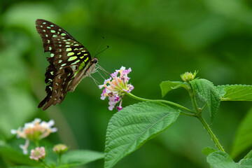 Tailed Jay, Graphium agamemnon, drinking nectar from lantana flower