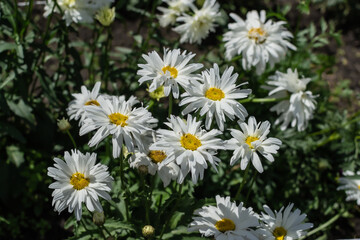 White flowers Leucanthemum with yellow center and green leaves grows in flowerbed in the garden. Large daisies in the field