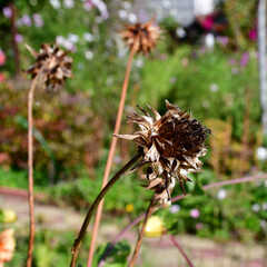Dry Dahlia flower with ripe seeds on a branch on a blurry background in the garden.